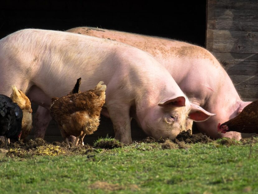 Wycinak szczękowy – efektywne pobieranie kiszonki